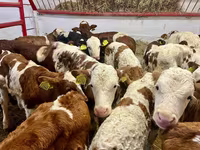 Qoramol (partiya, jinsi ko‘rsatilmagan), Simmental cattle — 1-rasm