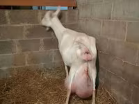 Cabra, Saanen goat — foto 4