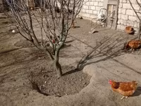 Chickens — 3-сурет
