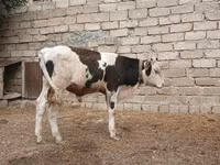 Bulle, Russian Black pied cattle — Foto 7