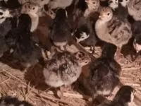 Turkeys — Foto 3