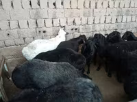 Widder, Schafe — Foto 4