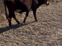Toro, Vaca kazaja de cabeza blanca — foto 1