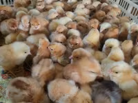 Chickens — 3-rasm