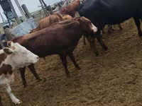 公牛, Kazakh White-headed cow — 照片 6