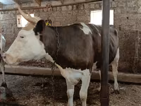 Kuh, Simmental cattle — Foto 4