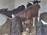 Kuh, Simmental cattle — Foto 3