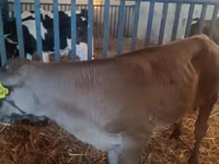 Buğa, Simmental cattle — foto 2