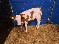Cow, Cattle — photo 2