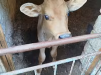 Bull, Red-spotted breed — photo 3