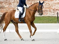Айғыр, Friesian sport horse — 3-сурет