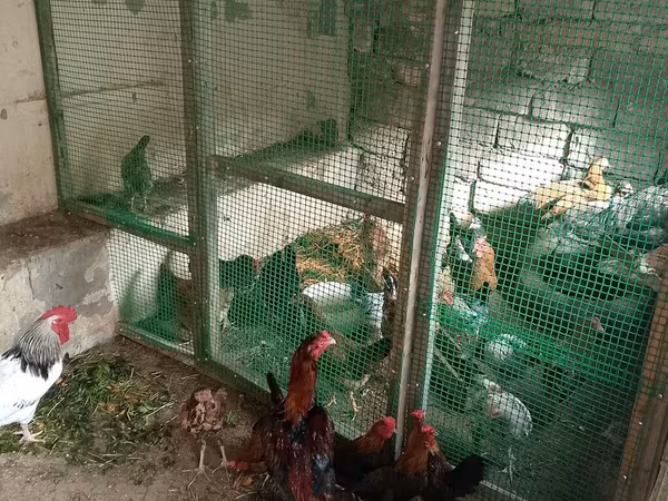 Japanisches Bantam