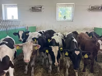 ثور, Russian Black pied cattle — الصورة 3