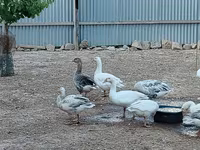 Geese — foto 1