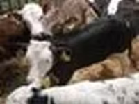 Bull, Cattle — photo 8