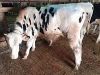 Toro, Hereford — foto 2