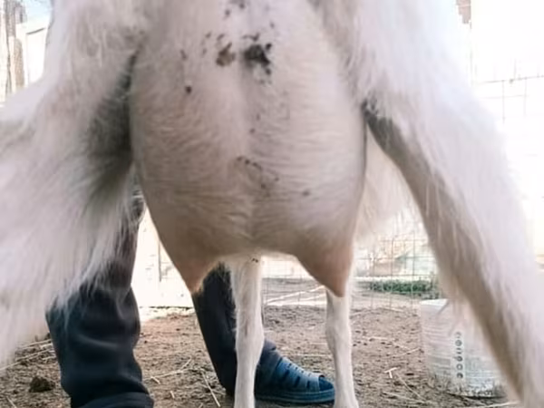 母山羊, Goats