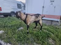 Ziegenbock, Ziegen — Foto 1
