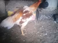 Chickens — foto 5