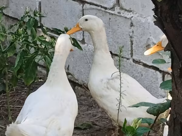 德国北京鸡