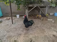 Chickens — photo 4