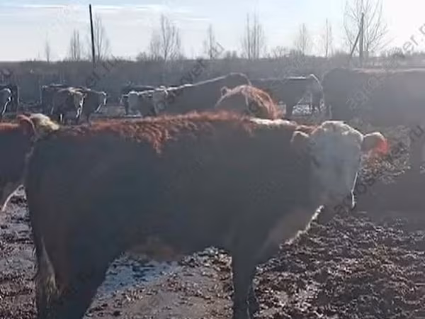 Корова, Герефорд