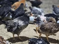 Chickens — foto 4