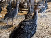 Guinea fowl — الصورة 5