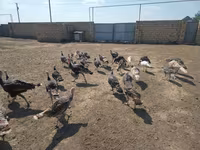Turkeys — 2-rasm