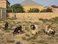 Cabra, Cabras — foto 8