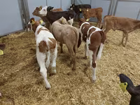 İnək, Simmental cattle — foto 4