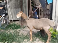 Carnero, Edilbay sheep — foto 7