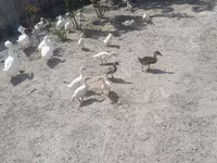 Ducks — الصورة 2