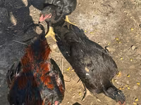 Chickens — 1-rasm