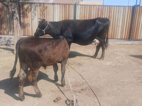 Sigir, Latvian Blue cattle