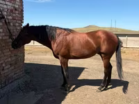 公马, Arabian horse — 照片 5