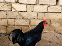 Australian Pit Game fowl — photo 3