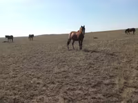Mare, Mugalzhar horse — photo 6