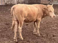 Toro, Simmental cattle — foto 3