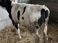 Bulle, Russian Black pied cattle — Foto 2