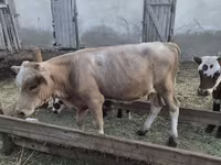 公牛, Cattle — 照片 3