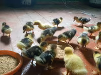 Ducks — Foto 5