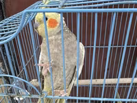 Nimfa (Cockatiel) cütlüyü + qəfəs - Növ: Nimfa papağanı (Cockatiel) — الصورة 4