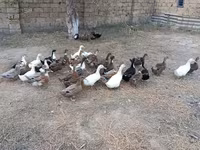 Deutscher Pekin — Foto 4