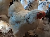 براهما — الصورة 4