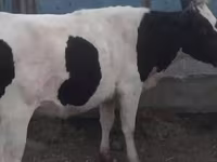 Kuh, Holstein-Rasse — Foto 4