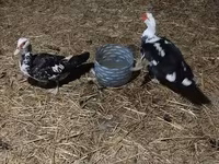 Nemis Pekin — 1-rasm
