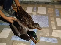 Ducks — Foto 4