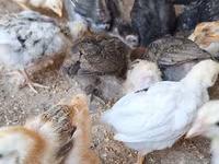 Chickens — फ़ोटो 3