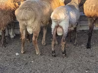 Ram, Sheep — photo 3